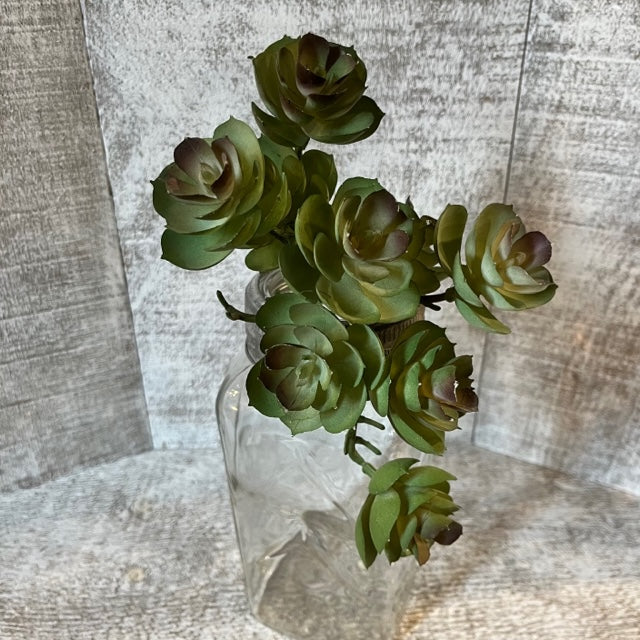 cluster succulent plant Sprig - Succulent Cluster