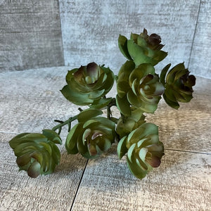 Sprig - Succulent Cluster