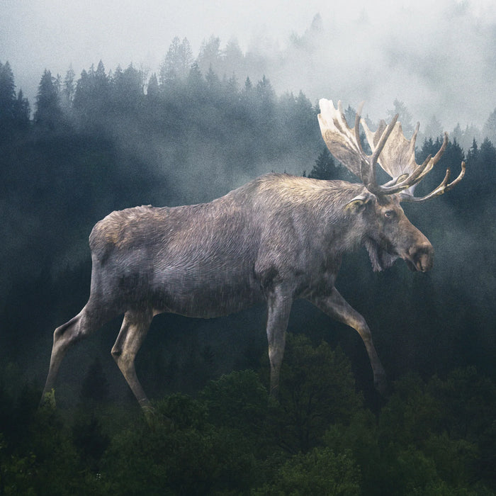 Marble Coaster - Forest Moose