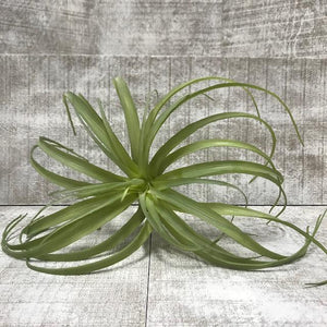 Air Plant - Large